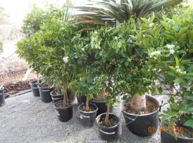 Citrus sinensis narancs